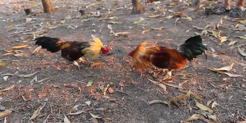 Biendo Bí Quyết Chọn Trận Đá Gà Thắng Lớn Trên Sàn Cược